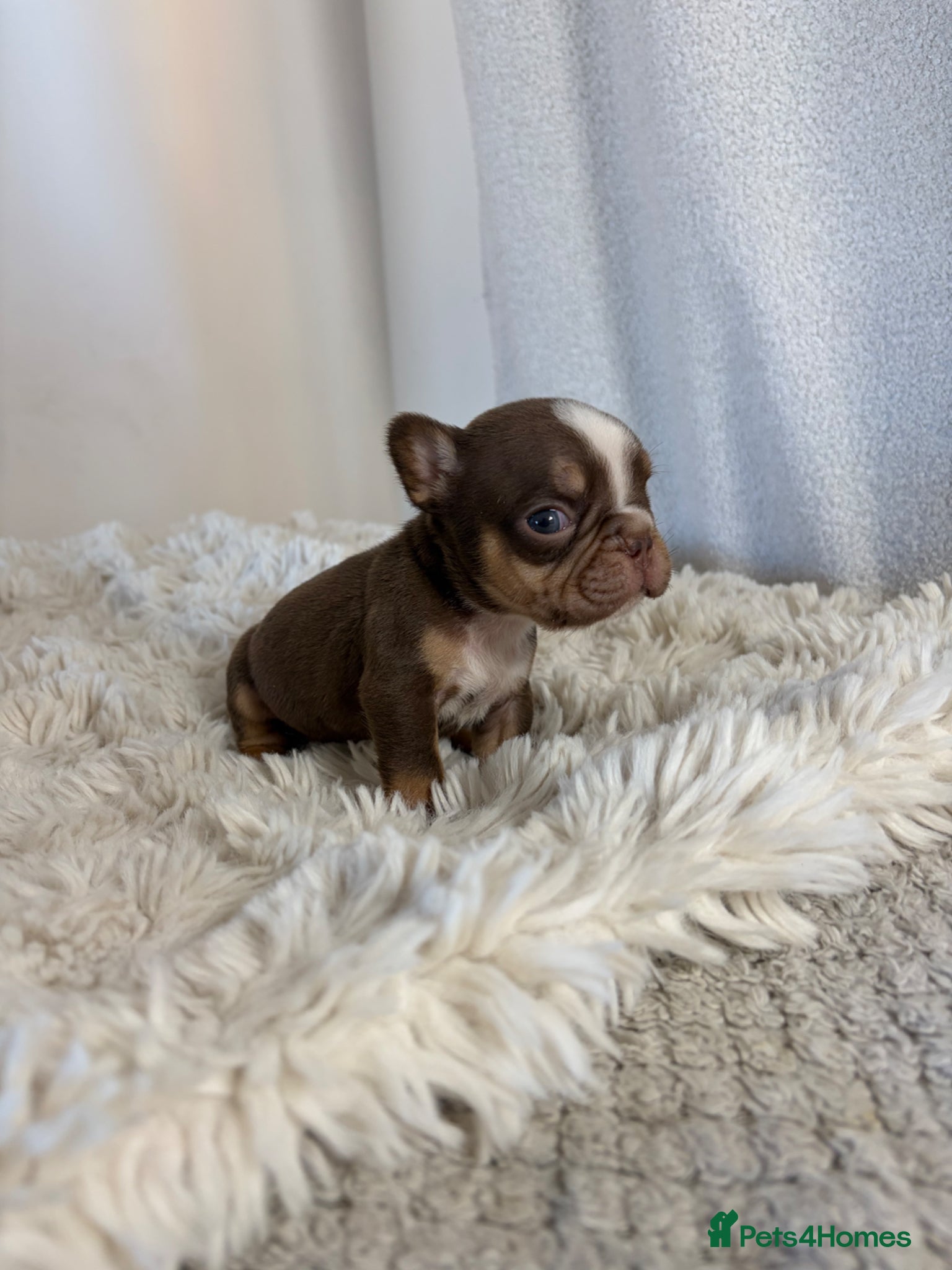 French Bulldog dogs Fully health tested French bull dog puppies  - Advert 1