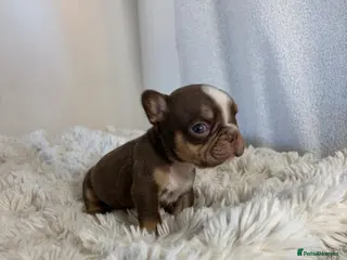 French Bulldog dogs Fully health tested French bull dog puppies - Advert 1