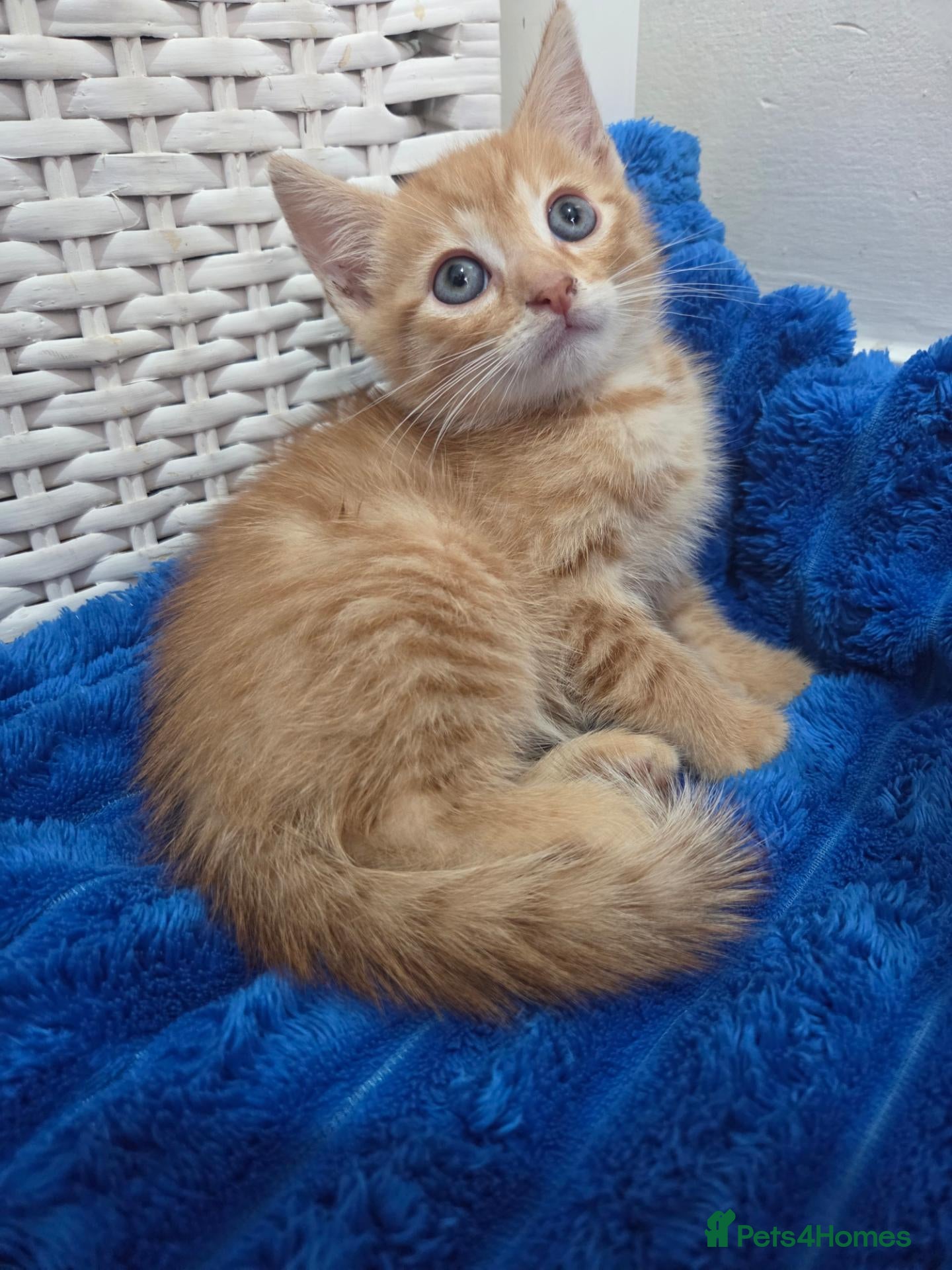 American Shorthair cats Ginger Male 8 Week Old Kitten - Advert 1