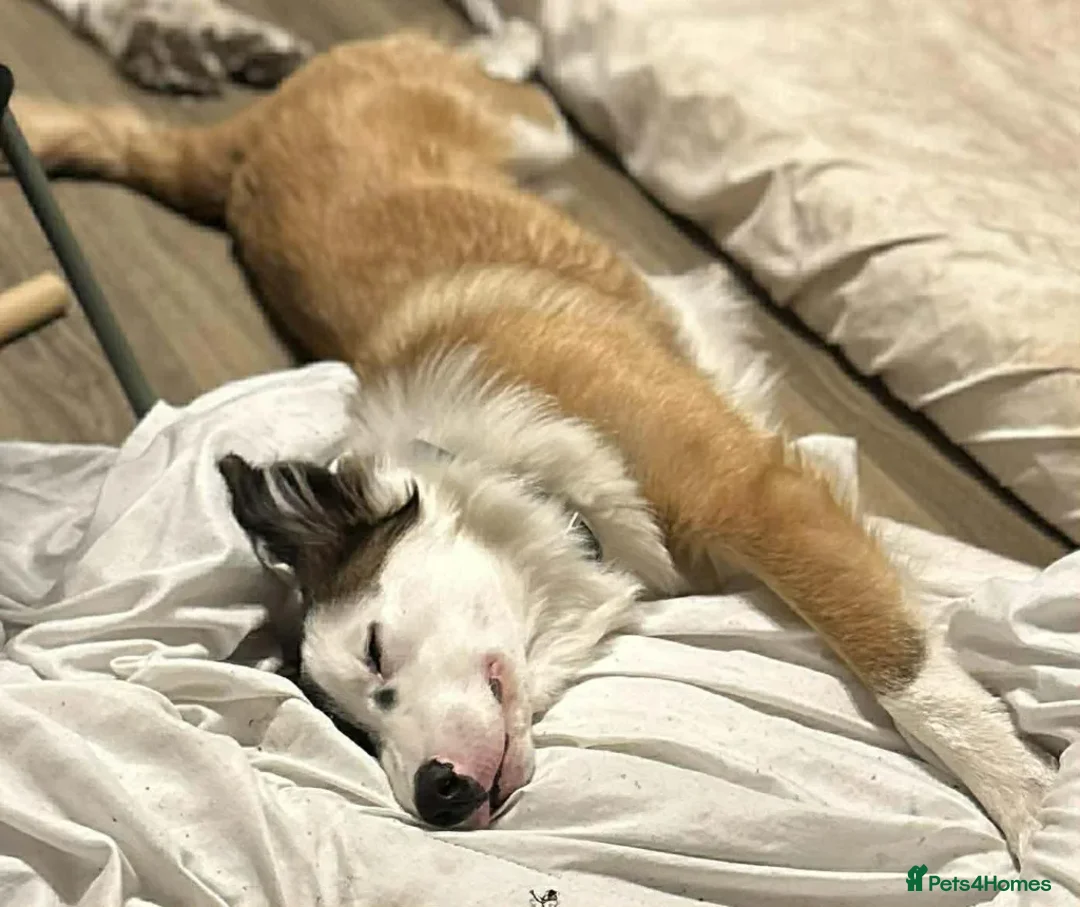 Border Collie dogs for adoption: Inky  - Advert 1