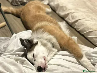 Border Collie dogs Inky - Advert 1