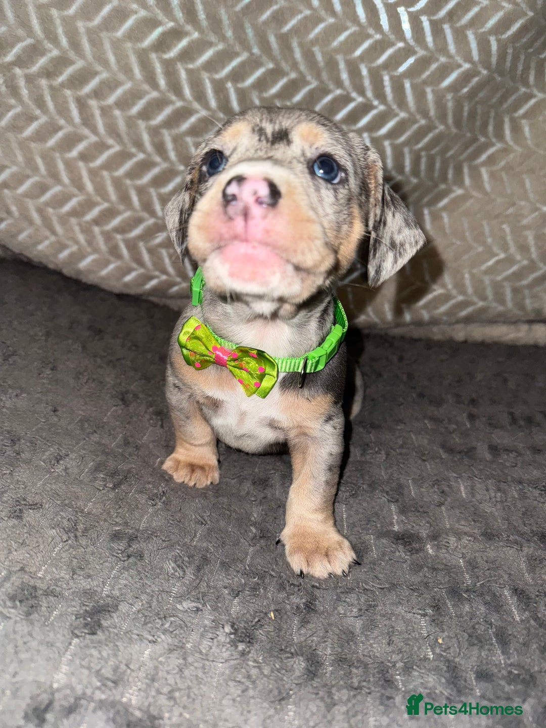 Mixed Breed dogs for sale: 🐾 Beautiful French Bull Weiners 🐾  - Advert 39