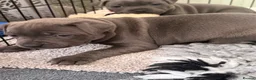 Staffordshire Bull Terrier dogs for sale: 🏆🥇CHAMPION PHARAON🥇🏆 blue Staffy puppies  - Advert 24