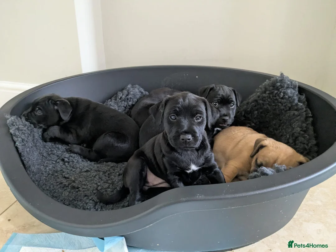 Patterdale Terrier dogs for sale: 3 Patterdale Puppies in Pewsey - Advert 2