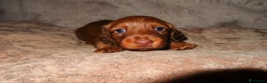 Miniature Dachshund 1