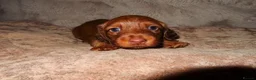 Miniature Dachshund dogs for sale: Long Haired Mini Dachshunds 🐶 - Advert 6