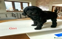 Miniature Poodle dogs for sale: Beautiful litter of Cheeky KC Reg. Mini Poodle's - Image 12