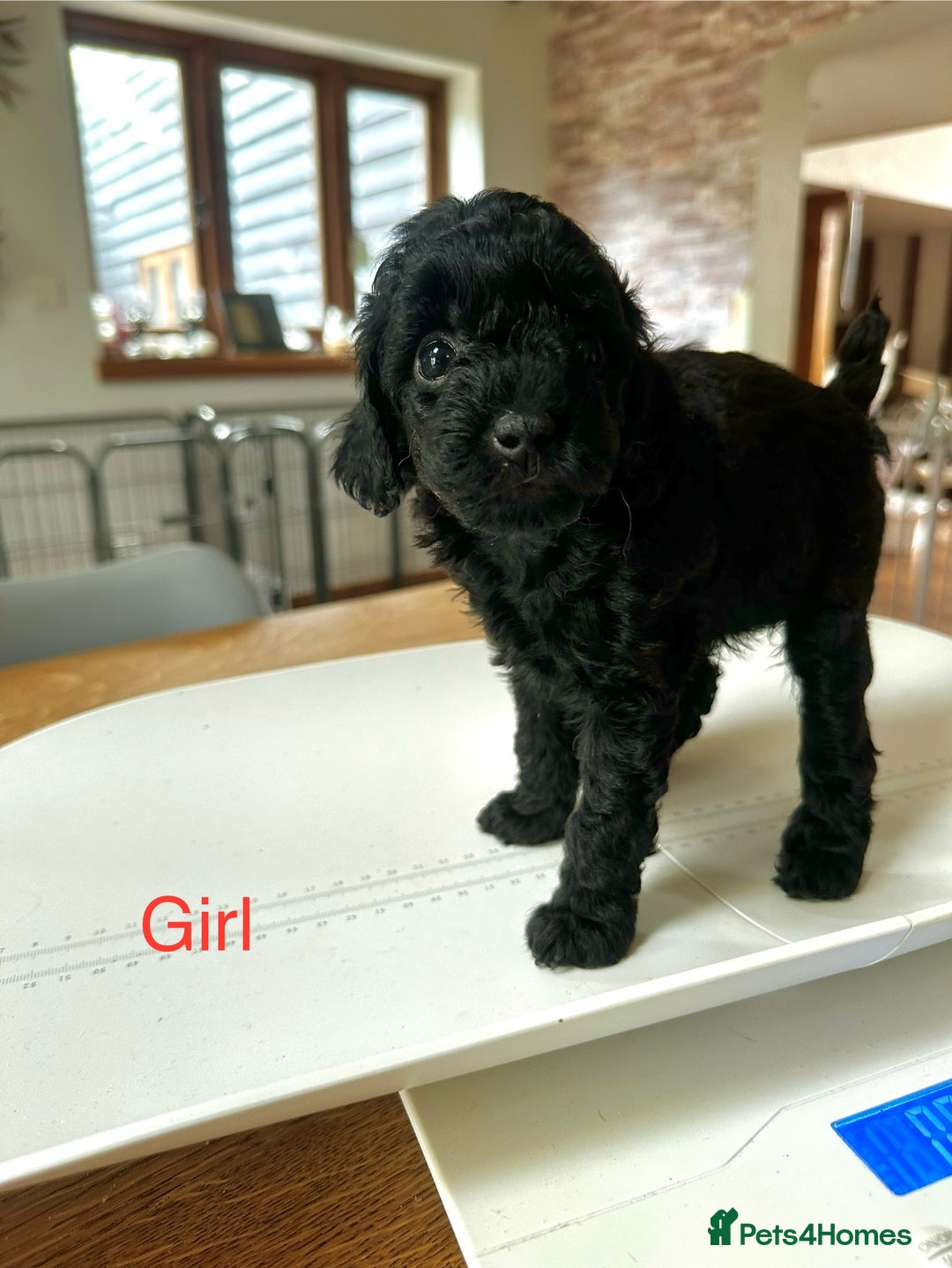 Miniature Poodle dogs for sale: Beautiful litter of Cheeky KC Reg. Mini Poodle's - Image 12