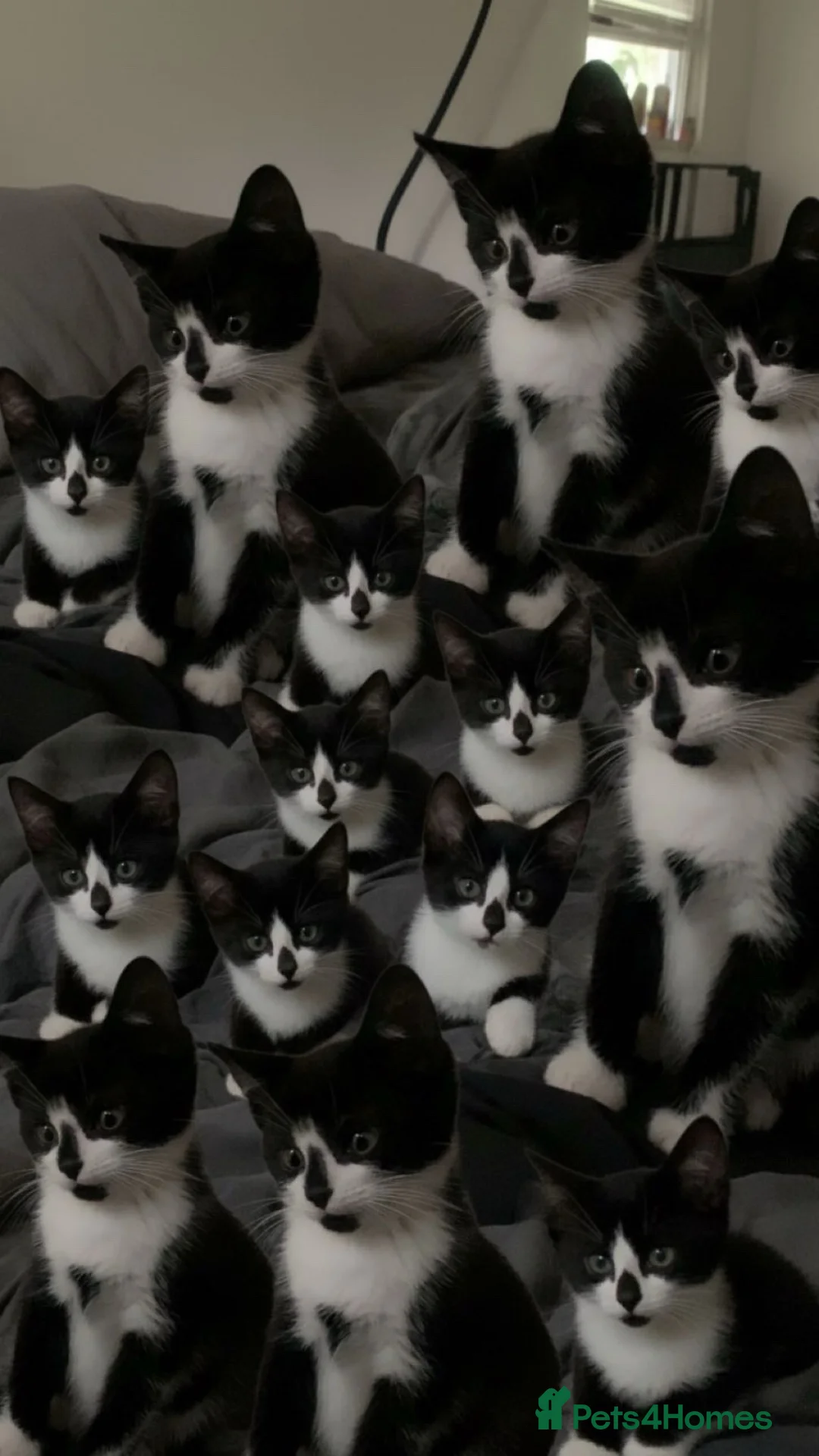 British Shorthair cats for sale: FR3EE GORGEOUS KITTENS READY FOR A NEW HOME  - Advert 2