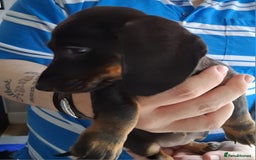 Miniature Dachshund dogs for sale: ..Miniature dachshunds 1 Girl 1BOY READY TO LEAVE  in Ellesmere Port - Image 5