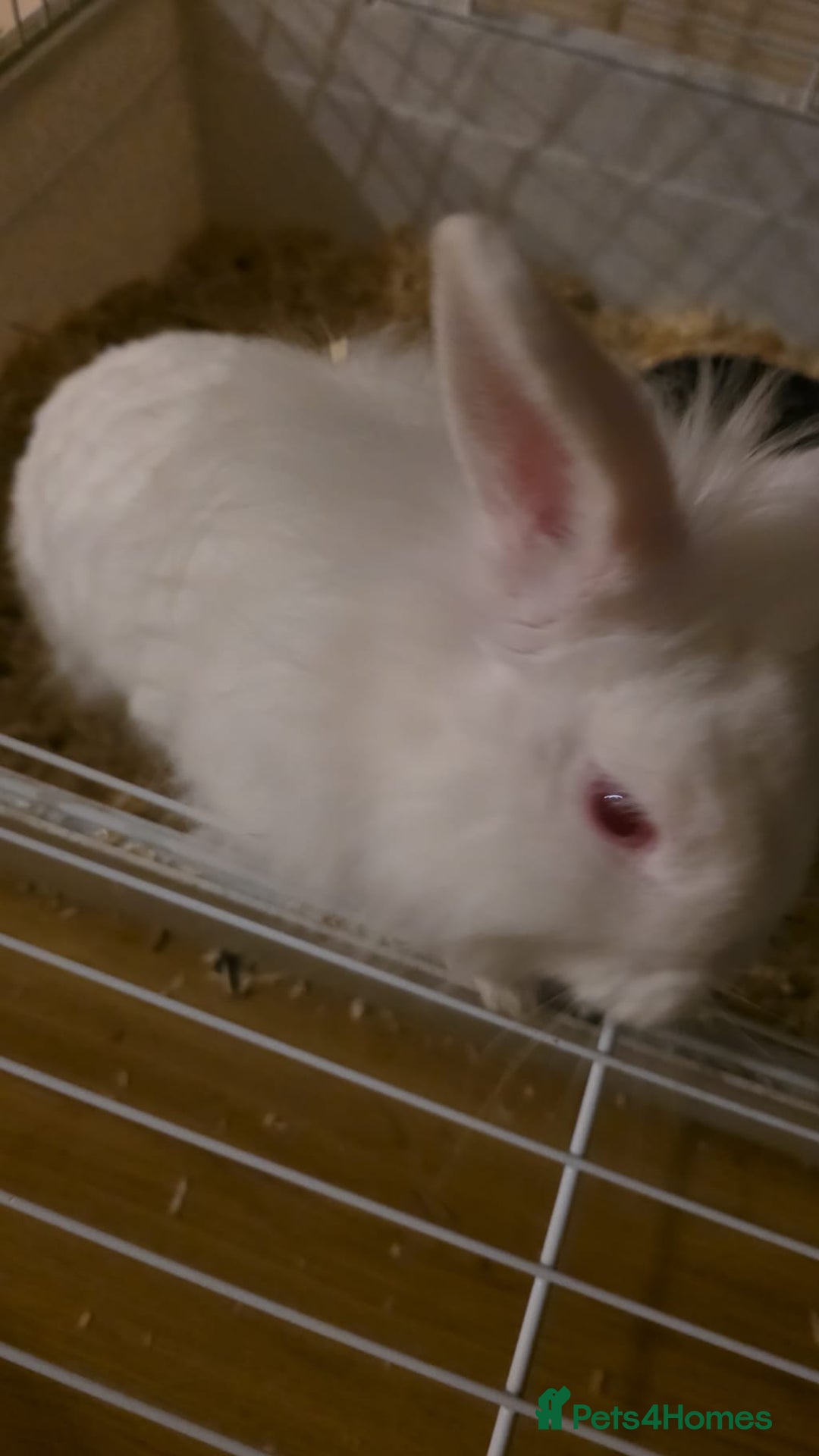 Lionhead rabbits for sale: Lionhead forsale - Advert 13