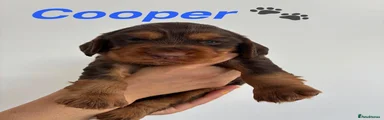 Cocker Spaniel Puppy 2
