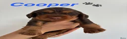 Cocker Spaniel dogs for sale: EXCEPTIONAL WORKING COCKER SPANIEL PUPPIES - Advert 7