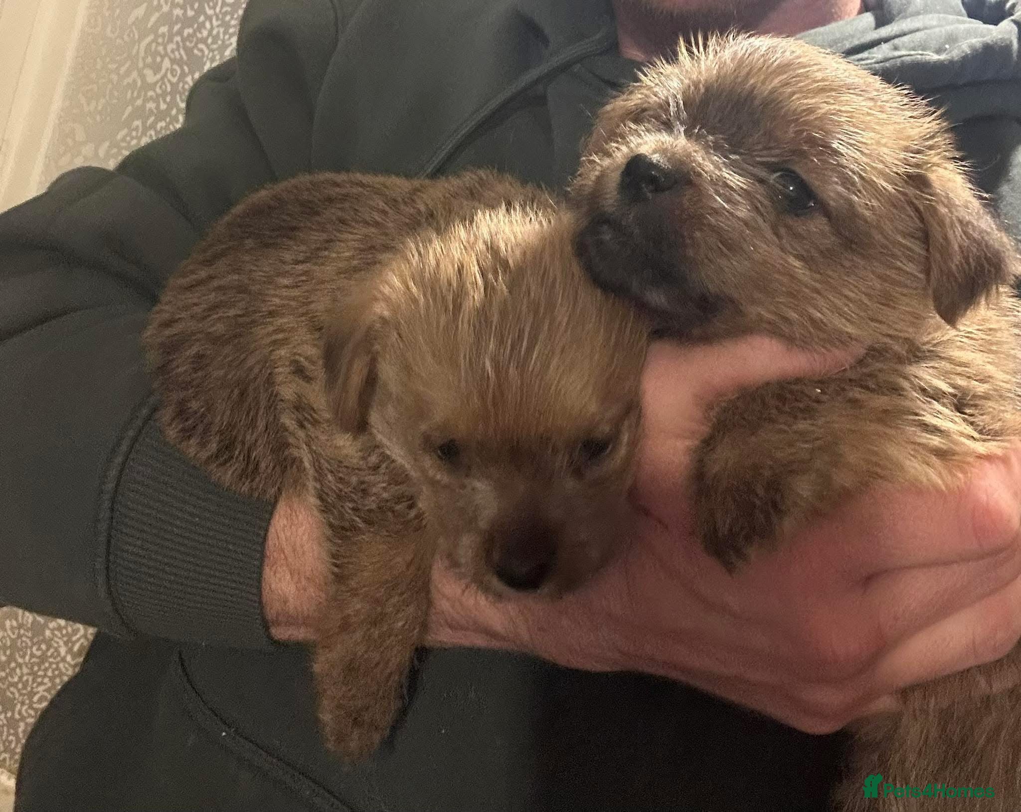 Norfolk Terrier dogs Kc registered Norfolk bitch pups  - Advert 13