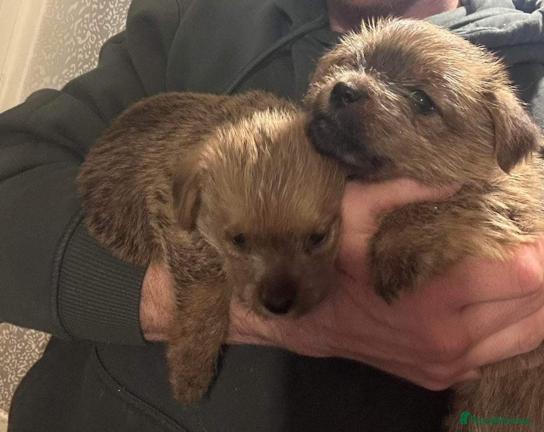 Norfolk Terrier dogs for sale: Kc registered Norfolk bitch pups  - Advert 1