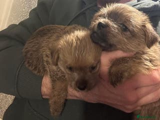 Norfolk Terrier dogs Kc registered Norfolk bitch pups - Advert 2