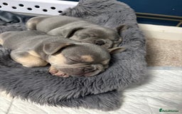 French Bulldog dogs for sale: Gorgeous French Bulldog Puppies For Sale  - Image 7