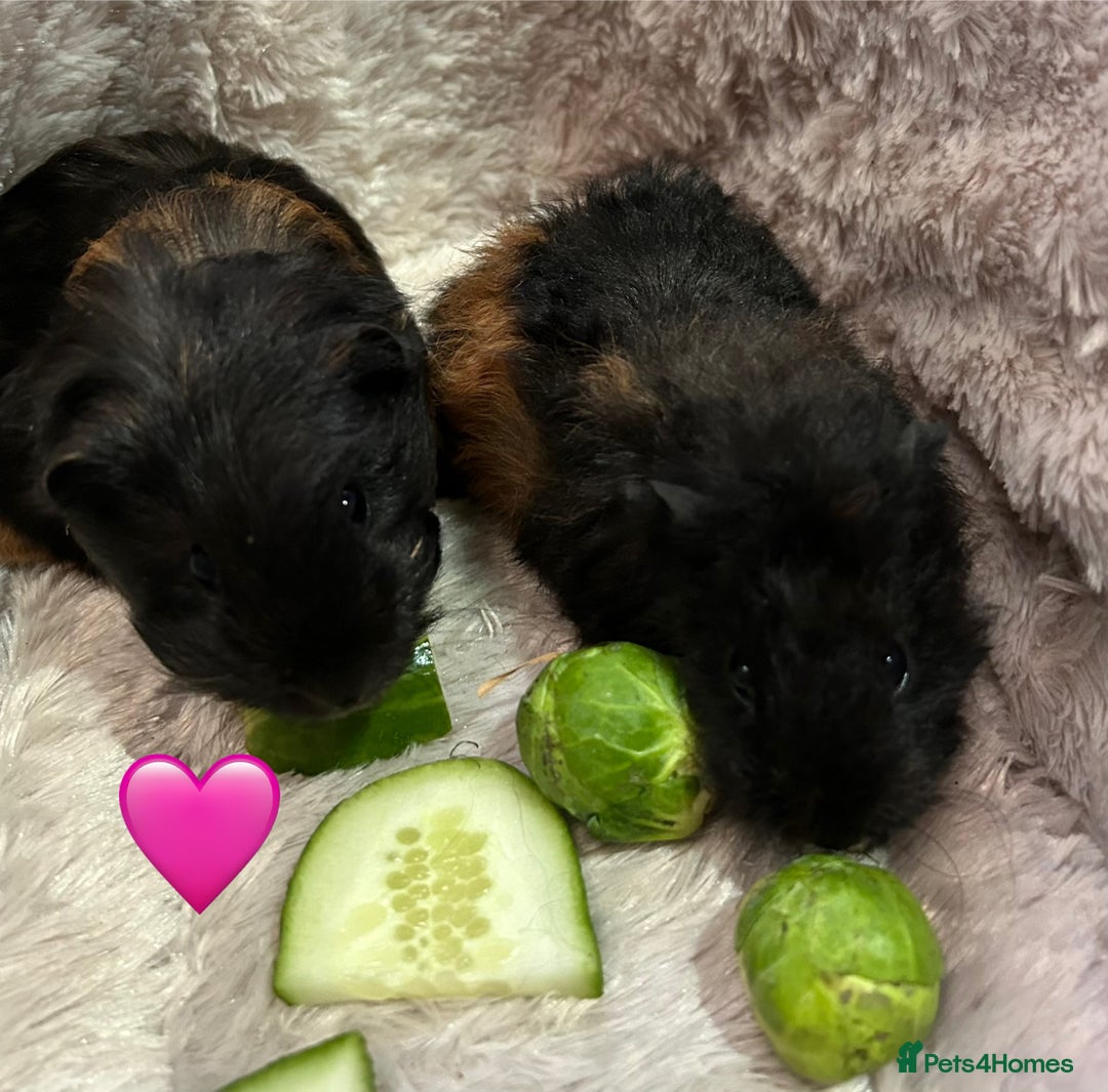 Guinea Pig rodents for sale: GORGEOUS BABY GUINEA PIGS - Advert 18