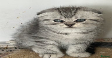 Scottish Fold cats - Advert 10