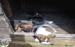 Mixed Breed dogs for sale: Lakeland x jack rustle puppys  - Image 3