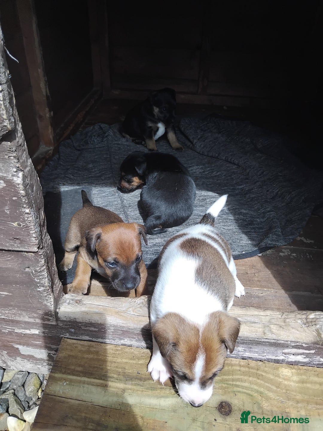 Mixed Breed dogs for sale: Lakeland x jack rustle puppys  - Image 3