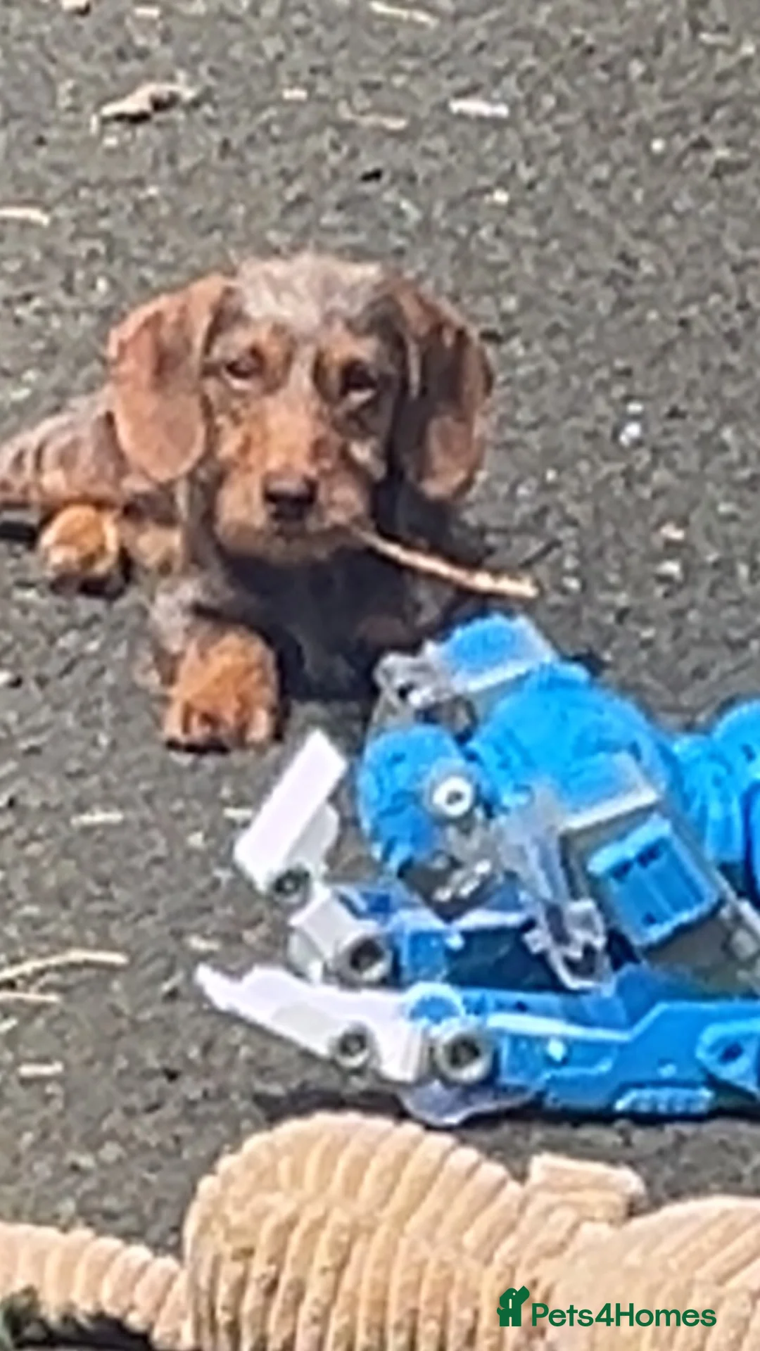 Miniature Dachshund dogs for sale: Dachshund  in Stanley - Advert 4
