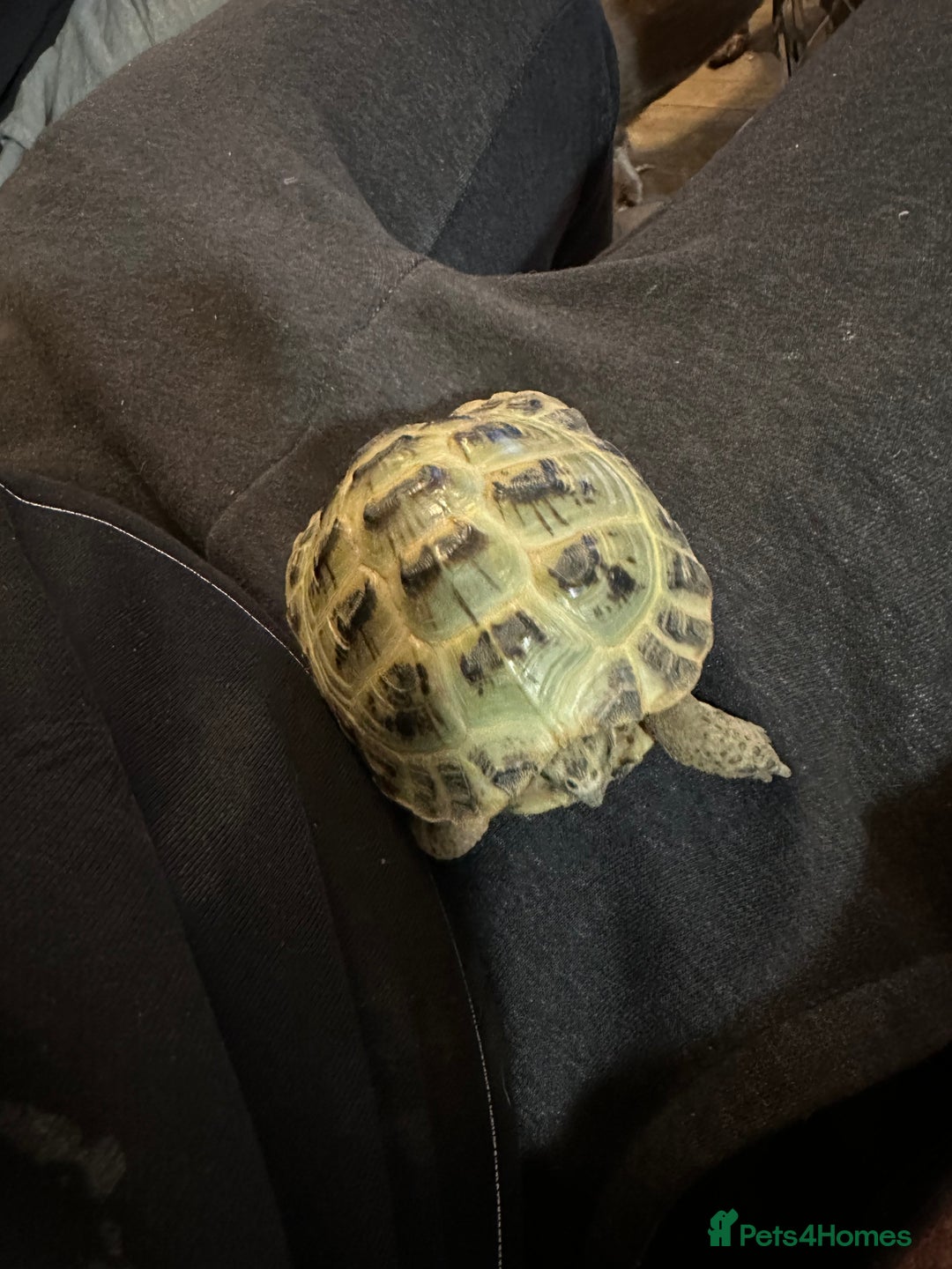 Hermann Tortoise reptiles for sale: Horsfeild tortoise  - Image 4