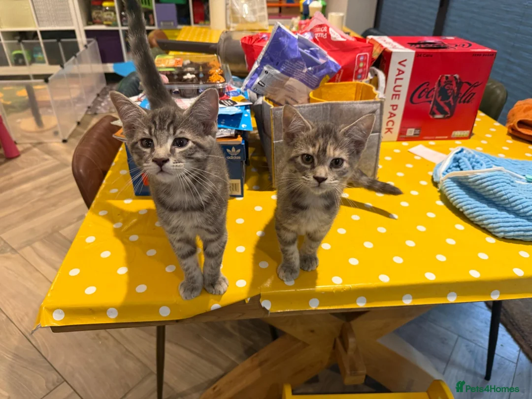 Maine Coon cats for sale: Mr Michael in Brighton - Advert 2