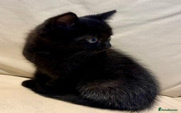 Mixed Breed cats for sale: Persian and British shorthair kittens for sale - Image 7
