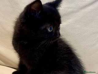 Mixed Breed cats - Advert 33