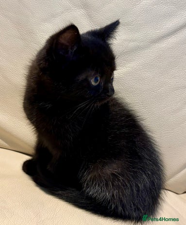 Mixed Breed cats - Advert 12