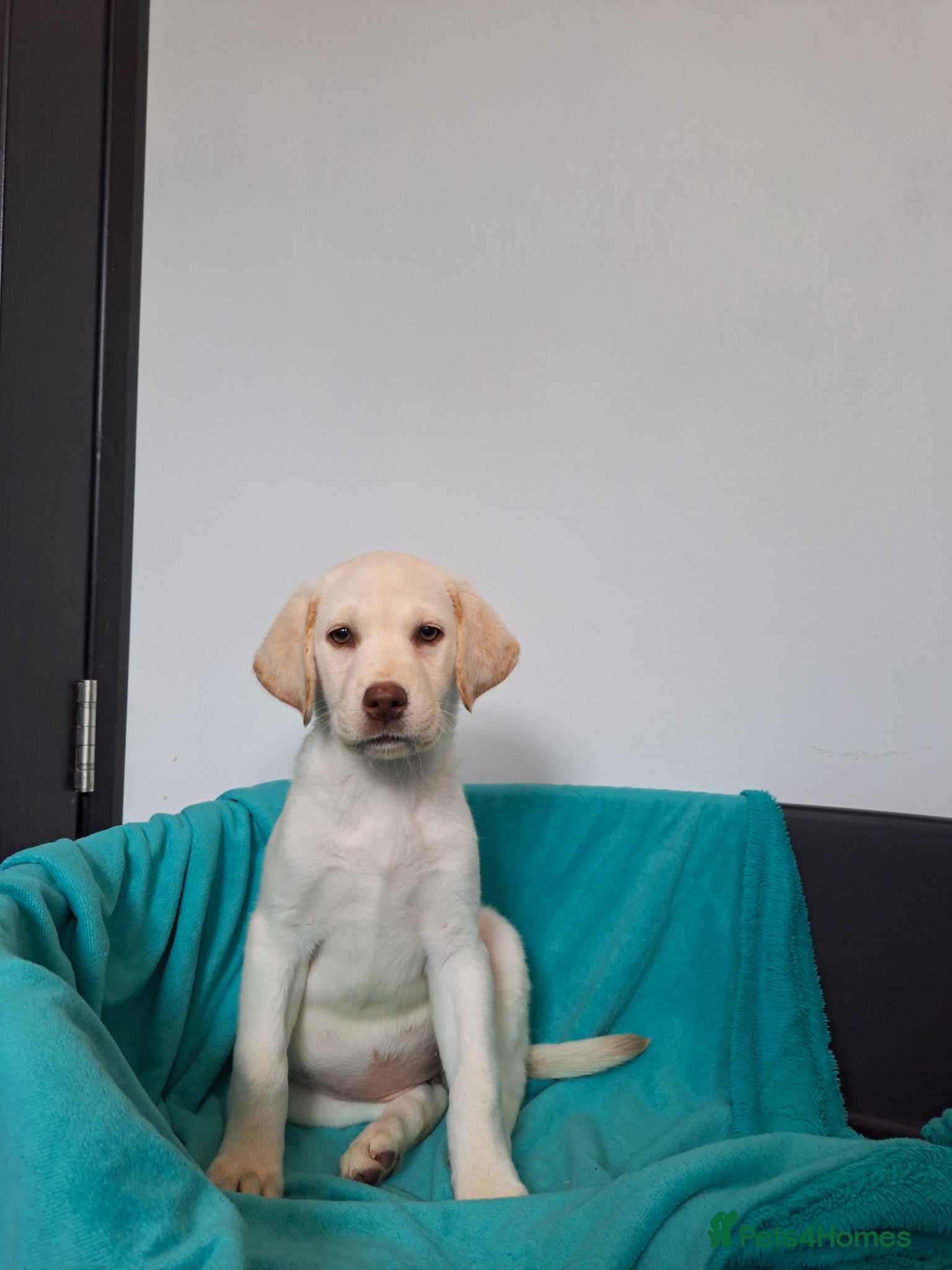 Labrador Retriever dogs Gorgeous Labrador puppies  - Advert 1
