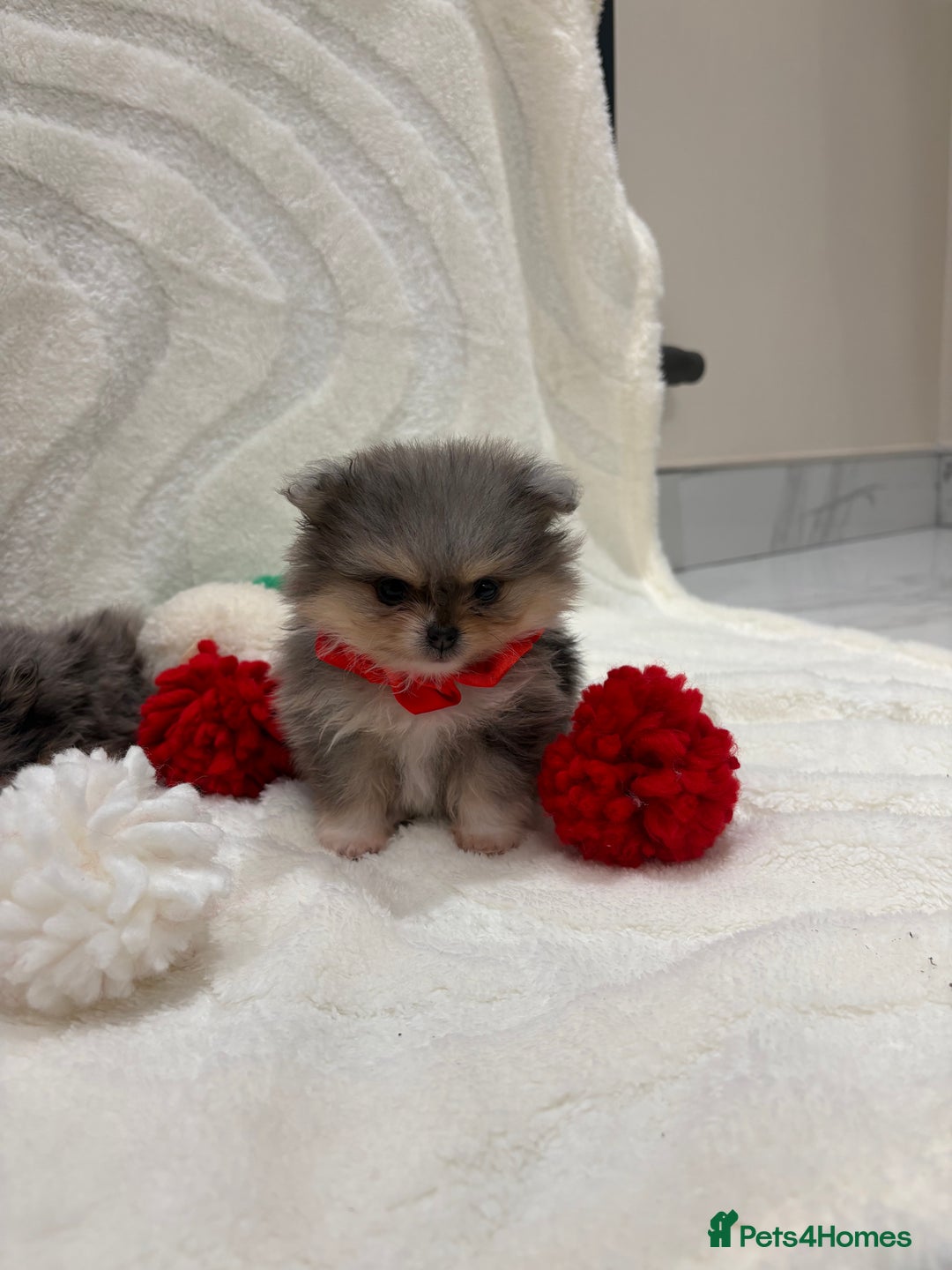 Chow Chow dogs for sale: RUSSIAN MERLE POMERANIAN PUPS - Advert 5