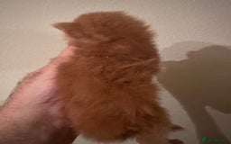 Maine Coon cats for stud: proven Maine Coon Stud  in Brampton - Image 7