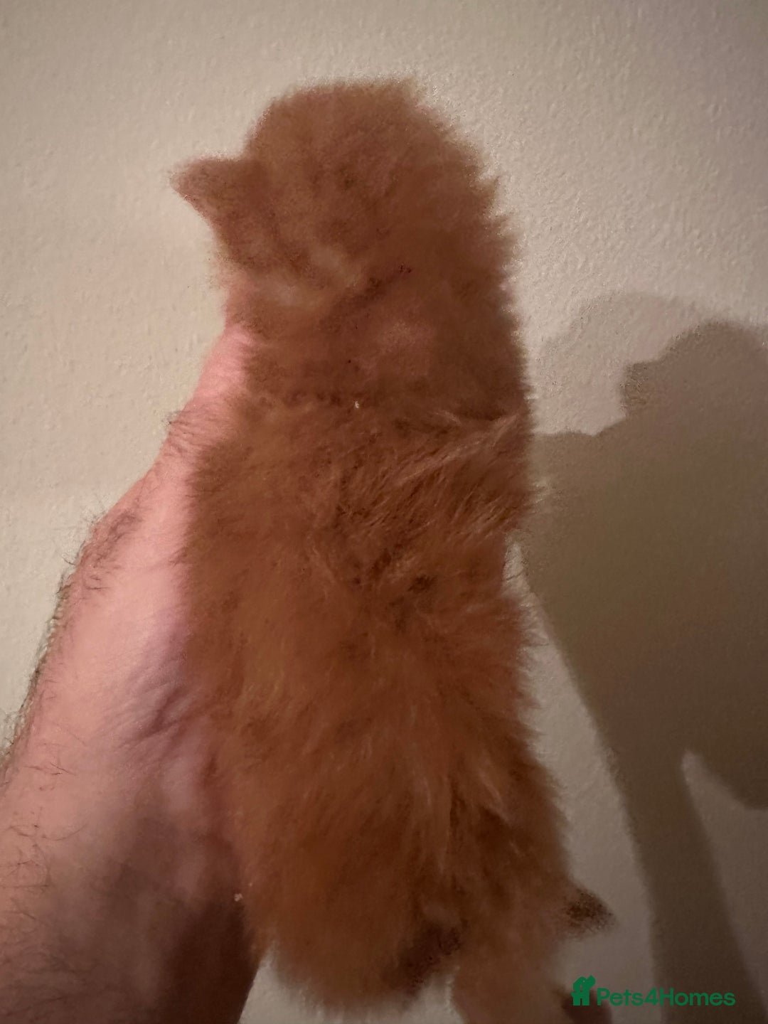Maine Coon cats for stud: proven Maine Coon Stud  in Brampton - Image 7