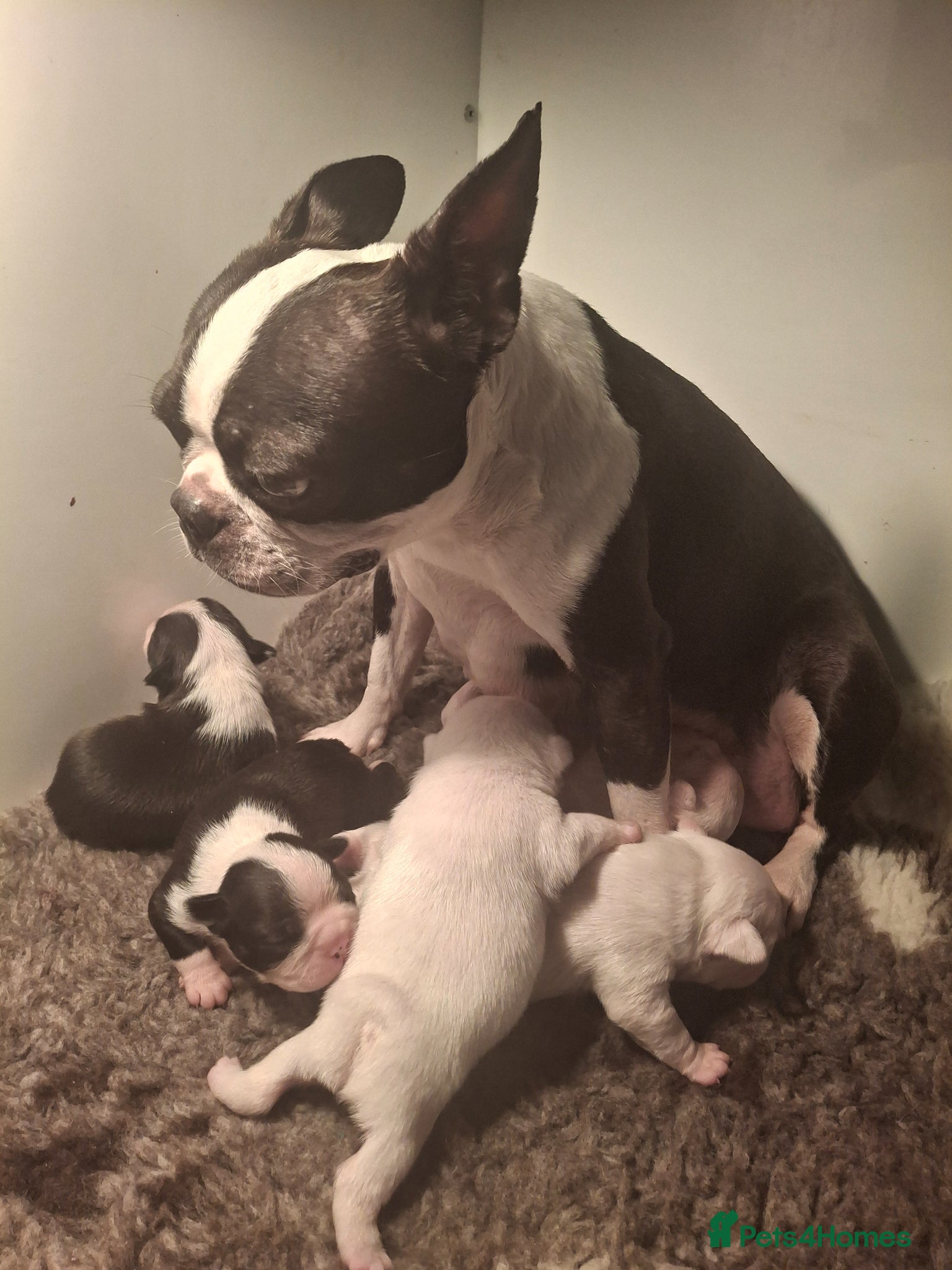 Boston Terrier dogs Stunning Boston Terriers Boys - Advert 5