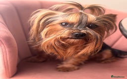 Yorkshire Terrier dogs for sale: Yorkshire terrier girl - Image 11