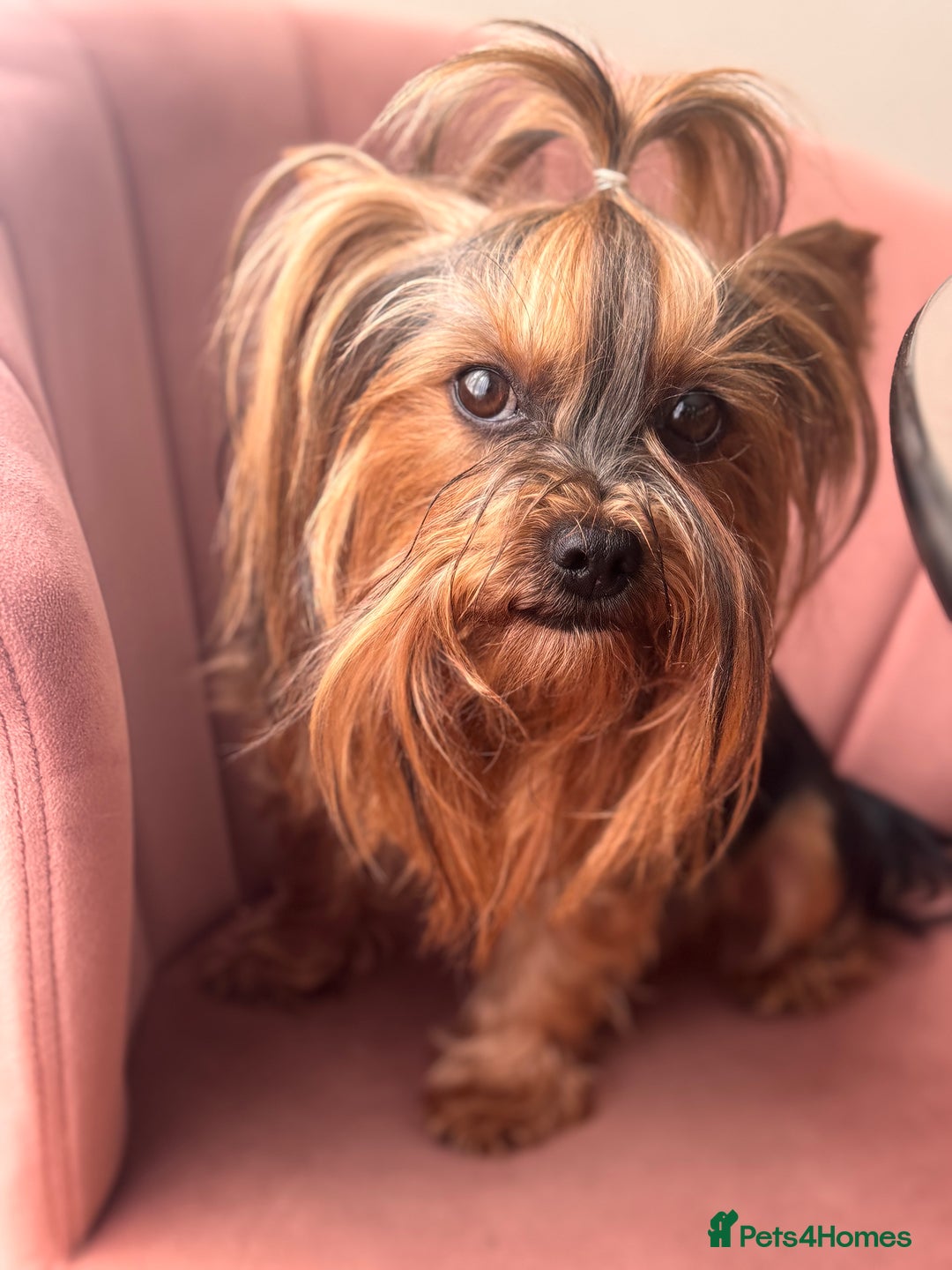 Yorkshire Terrier dogs for sale: Yorkshire terrier girl - Image 11