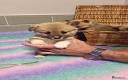 Mixed Breed dogs for sale: Corgi-Inus 💙 Just 1 BOY LEFT - Image 17