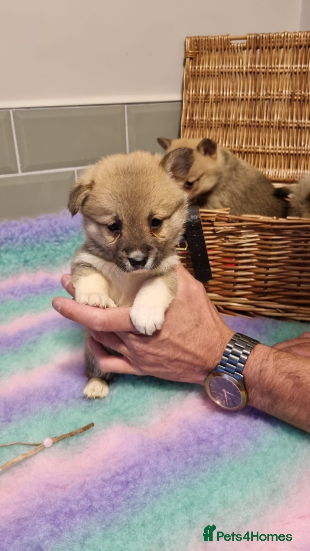 Mixed Breed dogs for sale: Corgi-Inus 💙 Just 1 BOY LEFT - Image 17