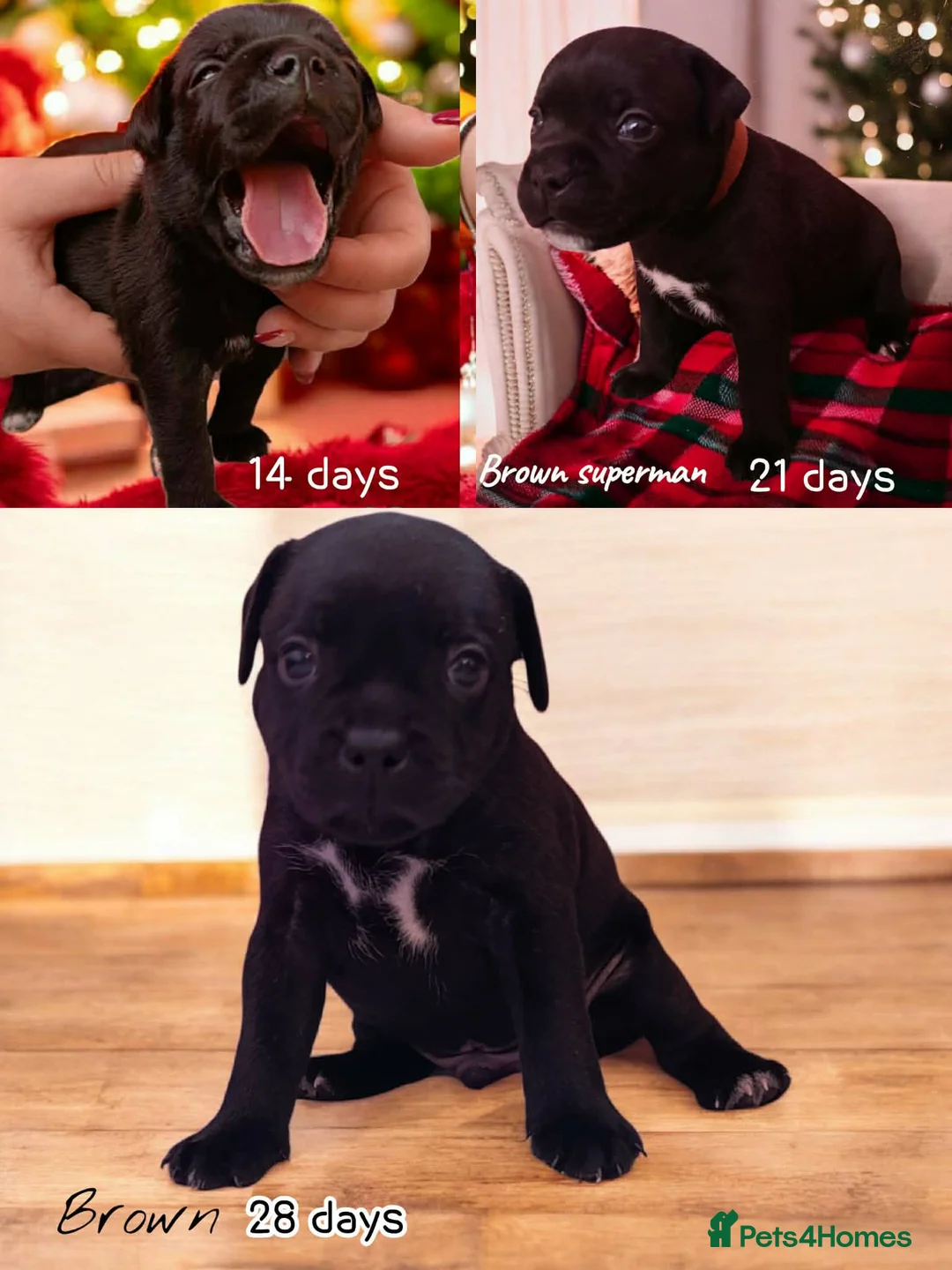 Staffordshire Bull Terrier dogs for sale: FCI - SBT litter - Advert 9