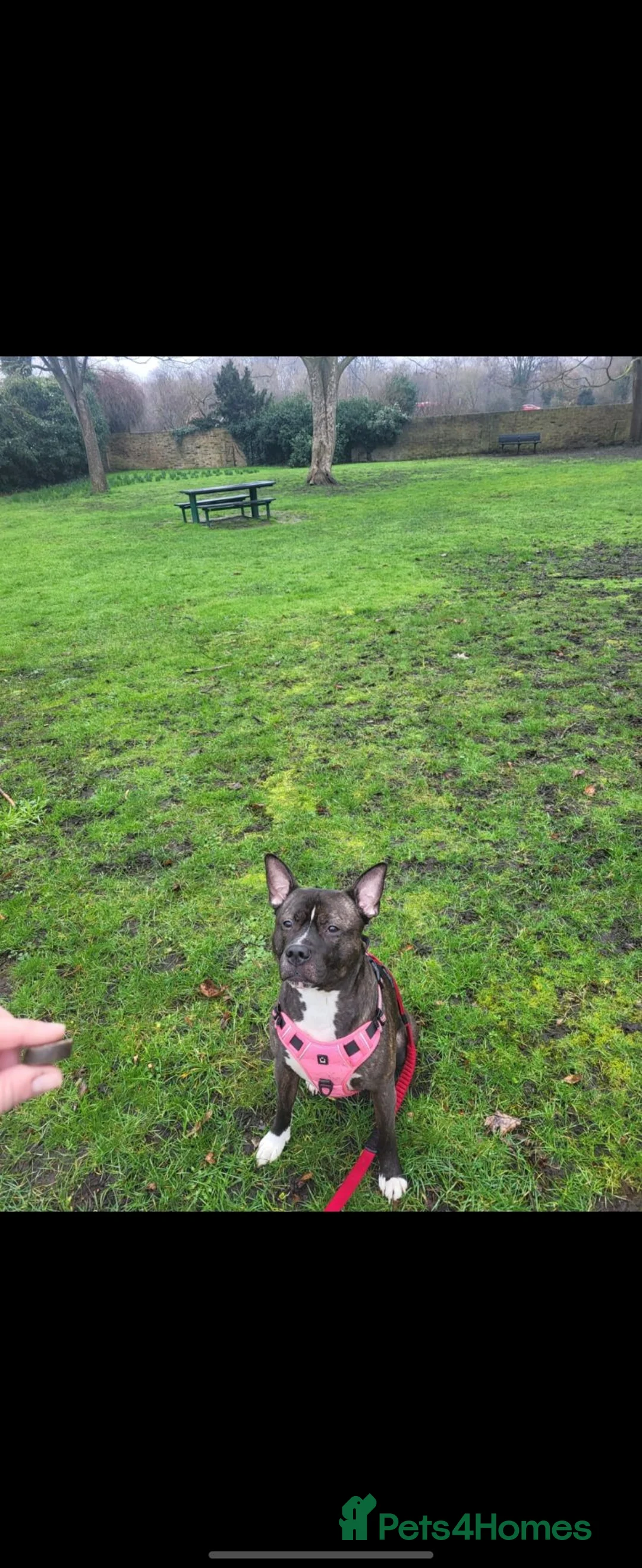 Mixed Breed dogs for sale: Beautiful Staffy in need of his forever home 🐾  - Advert 2