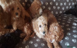 Cockapoo dogs for sale: F1 cockapoos available - Image 3