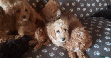 Cockapoo dogs - Advert 1