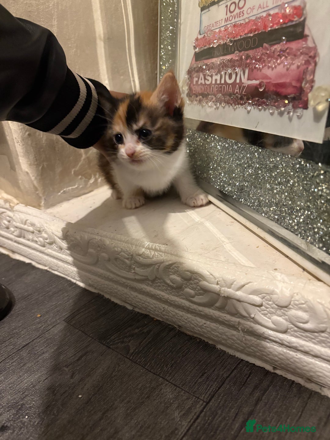 British Longhair cats for sale: british shorthair and longhair kittens for sale  - Advert 2