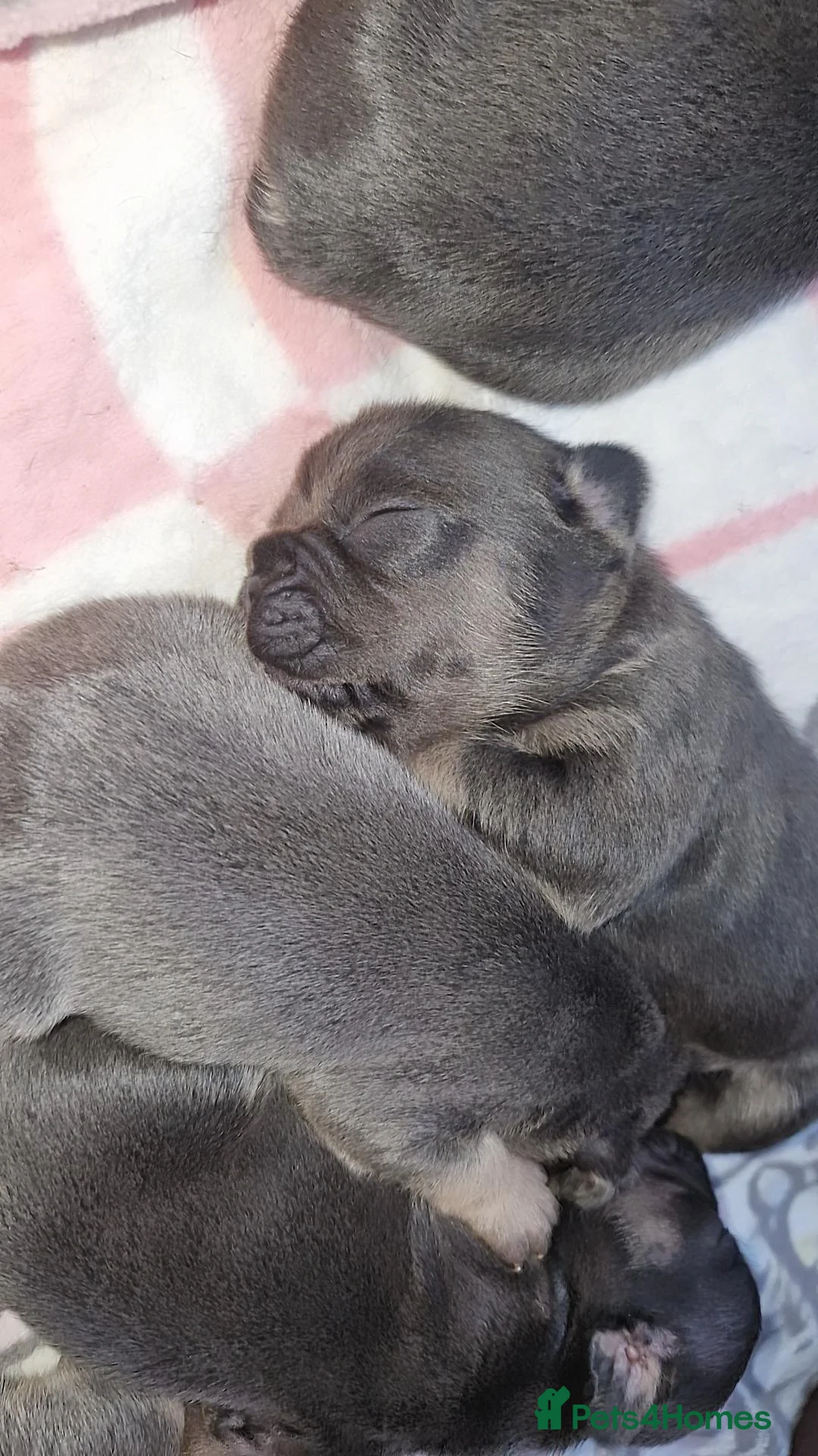 French Bulldog dogs for sale: Frenchie 🐾🐾 last little girl  - Advert 26