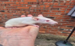 Rat rodents for sale:  top eared baby rats  - Image 4