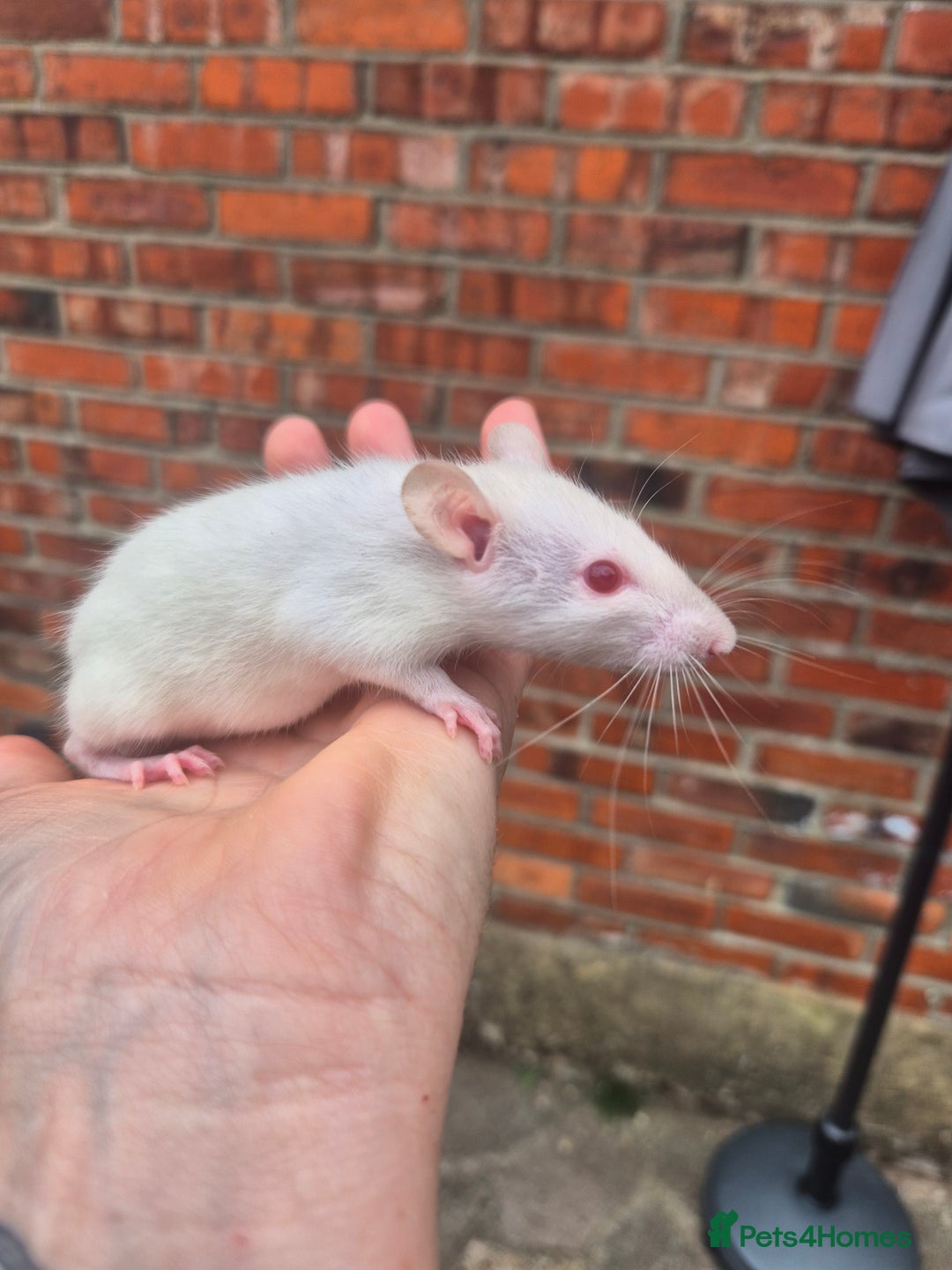 Rat rodents for sale:  top eared baby rats  - Image 4