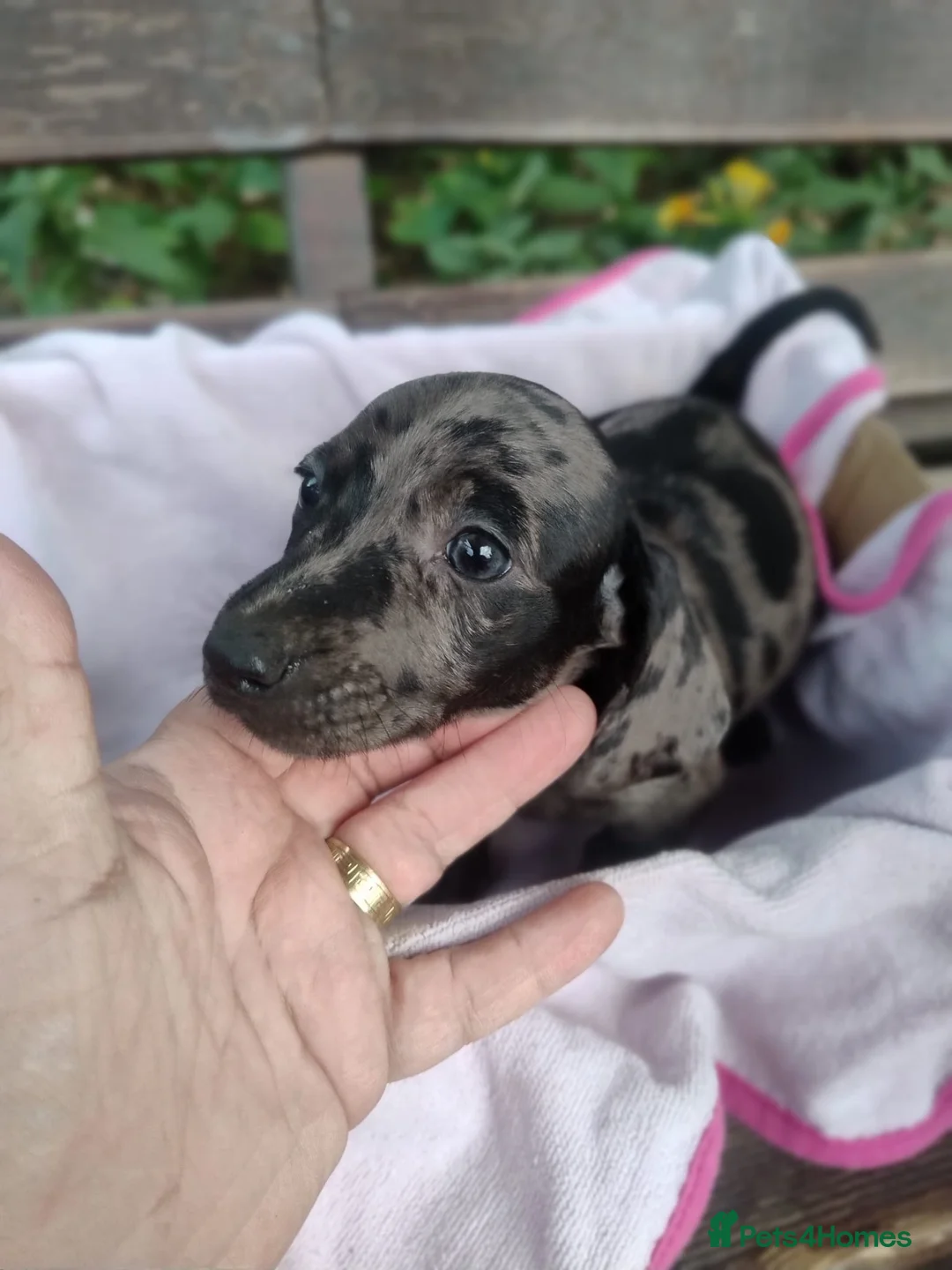 Dachshund dogs for sale: Pure joy looking for new homes  in Benfleet - Advert 2