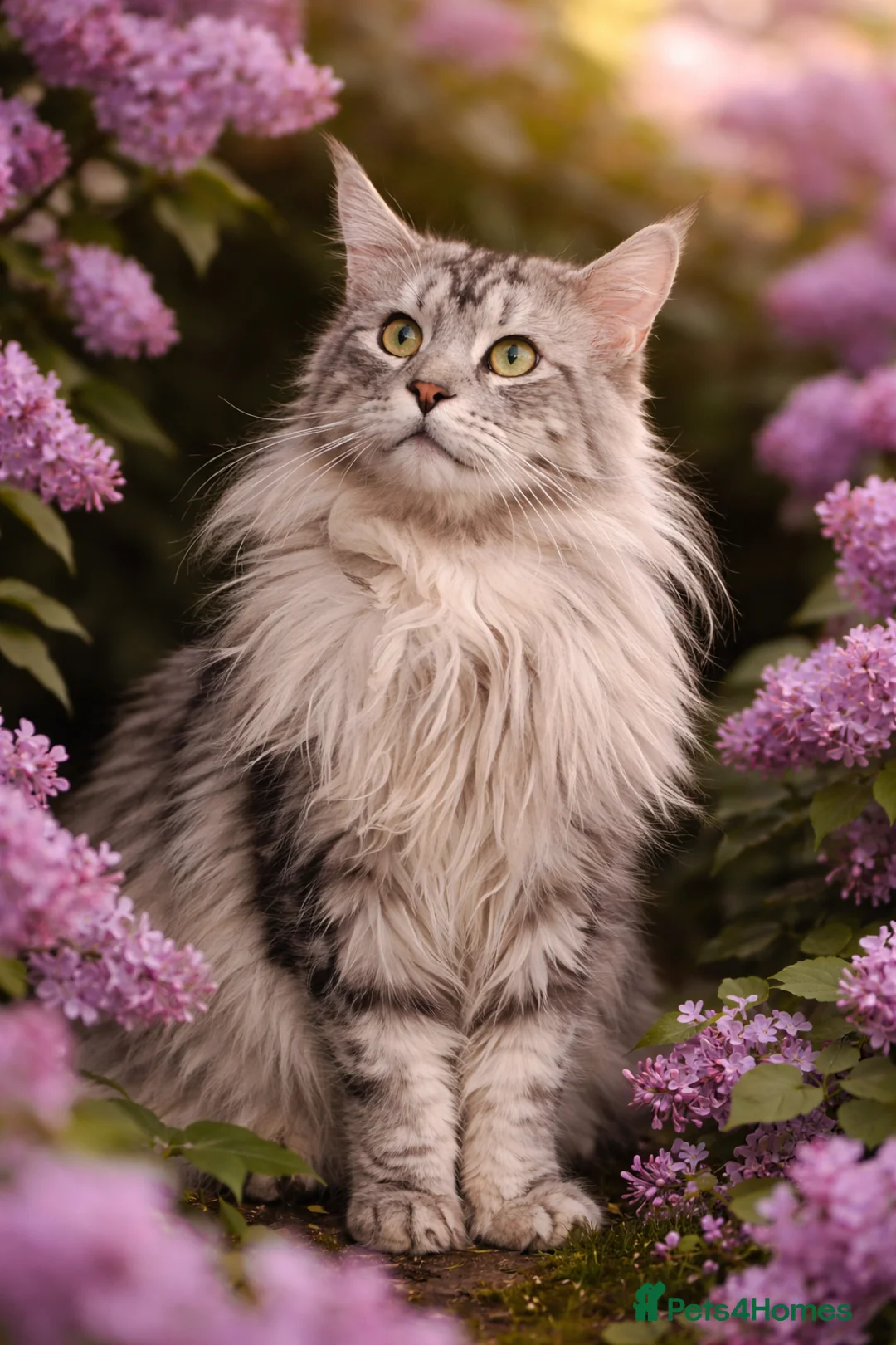 Maine Coon cats for stud: Stud duties in Swaffham - Advert 1